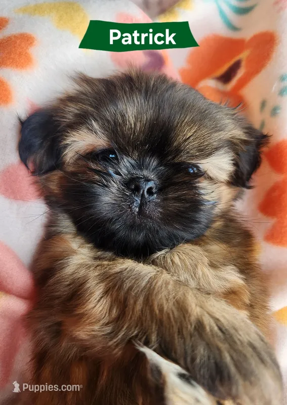 Patrick – Shih Tzu puppy for sale in Cheney, WA