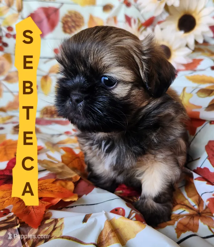 Sebteca – Shih Tzu puppy for sale in Cheney, WA