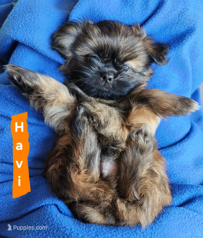 Havi – Shih Tzu puppy on hold in Cheney, WA
