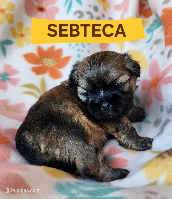 Sebteca – Shih Tzu puppy for sale in Cheney, WA