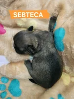 Sebteca, a male Shih Tzu for sale in Cheney, WA – 8 of 8