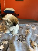 Noah, a male Shih Tzu for sale in Cheney, WA – Photo 2 of 4