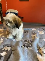 Noah, a male Shih Tzu for sale in Cheney, WA – Photo 4 of 4