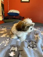 Noah, a male Shih Tzu for sale in Cheney, WA – Photo 3 of 4