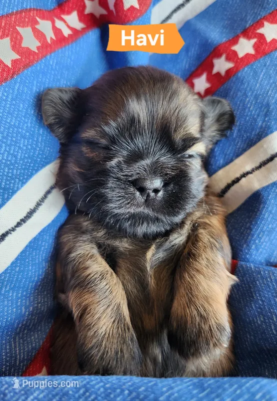 Havi – Shih Tzu puppy for sale in Cheney, WA