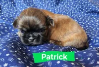 Patrick, a male Shih Tzu for sale in Cheney, WA – 6 of 8