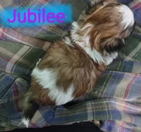 Jubilee, a female Shih Tzu for sale in Cheney, WA – Photo 6 of 9