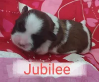 Jubilee, a female Shih Tzu for sale in Cheney, WA – Photo 2 of 9