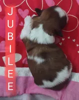 Jubilee, a female Shih Tzu for sale in Cheney, WA – Photo 5 of 9