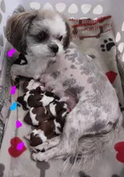 Jubilee, a female Shih Tzu for sale in Cheney, WA – Photo 3 of 9