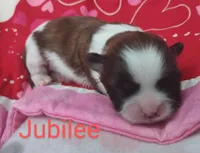 Jubilee, a female Shih Tzu for sale in Cheney, WA – Photo 7 of 9