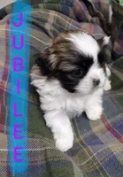 Jubilee, a female Shih Tzu for sale in Cheney, WA – Photo 9 of 9