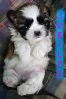 Jubilee, a female Shih Tzu for sale in Cheney, WA – Photo 1 of 9