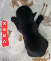 Seba, a female Shih Tzu for sale in Cheney, WA – 7 of 8