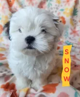 Snow White, a female Shih Tzu for sale in Cheney, WA – 2 of 9