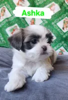 Ashka, a female Shih Tzu for sale in Cheney, WA – Photo 8 of 10