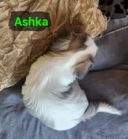 Ashka, a female Shih Tzu for sale in Cheney, WA – Photo 7 of 10