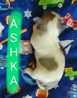 Ashka, a female Shih Tzu for sale in Cheney, WA – Photo 6 of 10