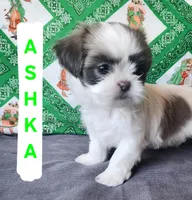Ashka, a female Shih Tzu for sale in Cheney, WA – Photo 1 of 10