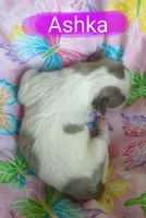 Ashka, a female Shih Tzu for sale in Cheney, WA – Photo 5 of 10