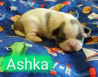 Ashka, a female Shih Tzu for sale in Cheney, WA – Photo 2 of 10