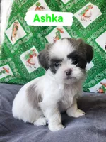 Ashka, a female Shih Tzu for sale in Cheney, WA – Photo 9 of 10