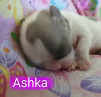 Ashka, a female Shih Tzu for sale in Cheney, WA – Photo 4 of 10