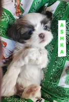 Ashka, a female Shih Tzu for sale in Cheney, WA – Photo 10 of 10