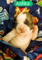 Ashka, a female Shih Tzu for sale in Cheney, WA – Photo 3 of 10