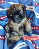 Canaan, a male Shih Tzu for sale in Cheney, WA – Photo 10 of 10