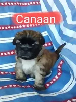 Canaan, a male Shih Tzu for sale in Cheney, WA – Photo 8 of 10