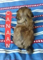 Canaan, a male Shih Tzu for sale in Cheney, WA – Photo 9 of 10