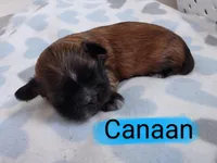 Canaan, a male Shih Tzu for sale in Cheney, WA – Photo 7 of 10