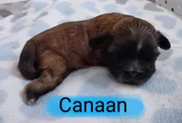 Canaan, a male Shih Tzu for sale in Cheney, WA – Photo 5 of 10