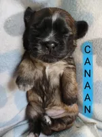 Canaan, a male Shih Tzu for sale in Cheney, WA – Photo 6 of 10