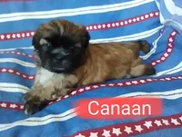 Canaan, a male Shih Tzu for sale in Cheney, WA – Photo 2 of 10
