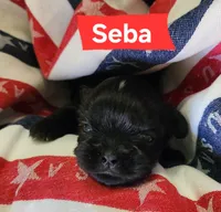 Seba, a female Shih Tzu for sale in Cheney, WA – 3 of 8