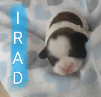 Irad, a male Shih Tzu for sale in Cheney, WA – Photo 4 of 5