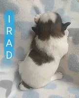 Irad, a male Shih Tzu for sale in Cheney, WA – Photo 5 of 5