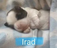 Irad, a male Shih Tzu for sale in Cheney, WA – Photo 1 of 5