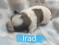 Irad, a male Shih Tzu for sale in Cheney, WA – Photo 3 of 5