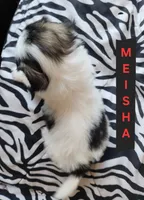 Meisha, a female Shih Tzu for sale in Cheney, WA – Photo 9 of 10