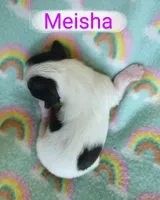 Meisha, a female Shih Tzu for sale in Cheney, WA – Photo 5 of 10