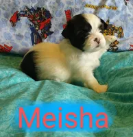 Meisha, a female Shih Tzu for sale in Cheney, WA – Photo 2 of 10