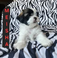 Meisha, a female Shih Tzu for sale in Cheney, WA – Photo 7 of 10
