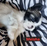 Meisha, a female Shih Tzu for sale in Cheney, WA – Photo 10 of 10