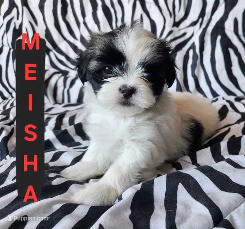 Meisha