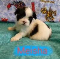 Meisha, a female Shih Tzu for sale in Cheney, WA – Photo 6 of 10