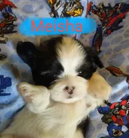 Meisha, a female Shih Tzu for sale in Cheney, WA – Photo 8 of 10
