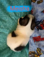 Meisha, a female Shih Tzu for sale in Cheney, WA – Photo 4 of 10